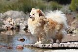 SPITZ ALLEMAND 296
